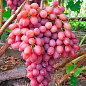 Безнасінний сорт винограду "Кишмиш Таїровський" купить