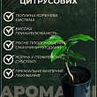 Мандарин "Уншиу" цена