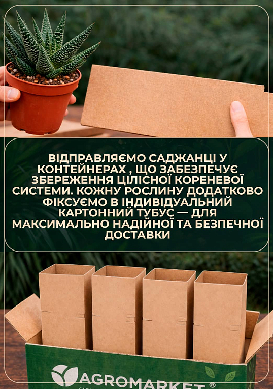 LMTD Хавортия (суккулент) "Royal Highness" высота растения 10см - фото 6