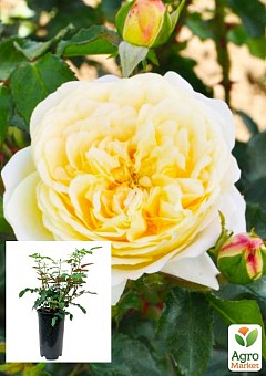 Троянда в контейнері флорибунда "Lemon Vaza" (саджанець класу АА+)1