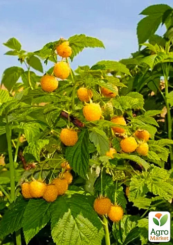 Малина "Golden Queen" вкорінена в контейнері (середньоранній термін дозрівання, великоплідний сорт) - фото 8