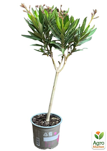 LMTD Олеандр на штамбе цветущий 3-х летний "Emilie Salut" (50-70см) - фото 6