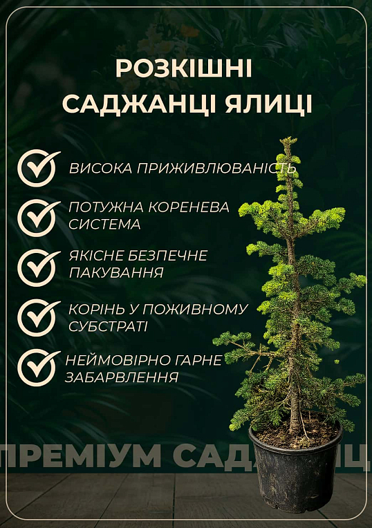 Пихта Вича "Pendula" (ком/сетка) высота 160-180 см