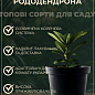 Рододендрон гибридный "Helsinki University" купить
