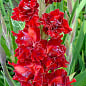 Гладиолус "Fire Cracker" 