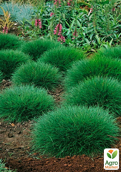 Овсяница зеленая (Festuca green) вазон С2, высота 15-30см6