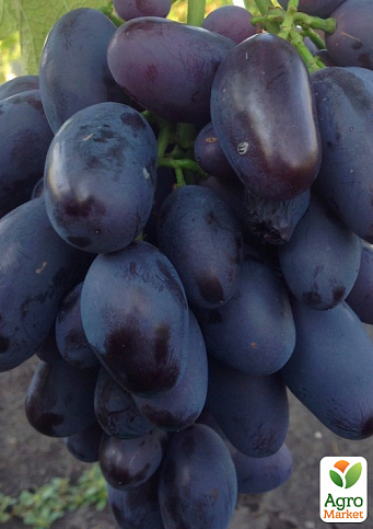 Виноград "Алвіка" (велика соковита ягода, гроно більше 1000 гр, ранньо-середній) 1 саджанець в упаковці - фото 3