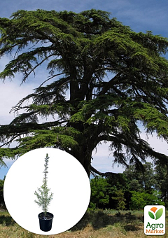 Кедр Ливанский (Cedrus libani) С1,5, высота 30-40 см1