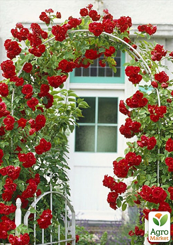 Троянда плетиста "Гранд Готель" (саджанець класу АА+) вищий сорт  - фото 3