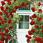 Троянда плетиста "Гранд Готель" (саджанець класу АА+) вищий сорт  цена