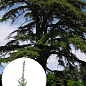 Кедр Ливанский (Cedrus libani) С1,5, высота 30-40 см