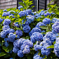 LMTD Гортензия крупнолистная цветущая 3-х летняя "Early Blue" (30-40см) цена