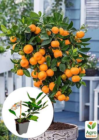 LMTD Каламондин "Citrofortunella microcarpa" (саженец 2 года) высота 20-30см