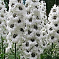 Дельфиниум гибридный "White Dark Bee"