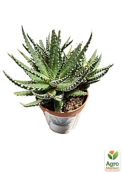 LMTD Хавортия "Alba" (Haworthia Fasciata) высота растения 5-10см8