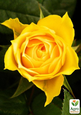 Роза чайно-гибридная "Старлайт" (саженец класса АА+) высший сорт