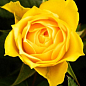 Троянда чайно-гібридна "Старлайт" (саджанець класу АА +) вищий сорт