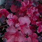 Гейхера (Heuchera) "Galaxy" С1 (висота 15-30см)
