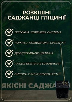 Гліцинія блакитна "Блю Сапфір" (Blue Sapphire)27