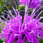 Бергамот (Монарда)  "Pardon My Purple"