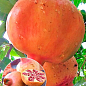 Гранат "Маліссі" (середній термін дозрівання)