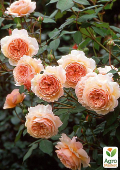 Роза англійська "Shropeshire Lad" (саджанець класу АА +) вищий сорт1