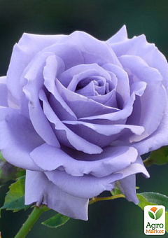 Роза чайно-гибридная "Lavender Blue" в контейнере, высший сорт26