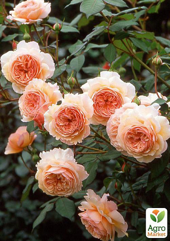 Роза англійська "Shropeshire Lad" (саджанець класу АА +) вищий сорт