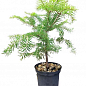 Пихта Маньчжурская 4х летняя (Abies holophylla) высота 30-40 см купить