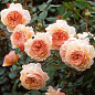 Роза английская "Shropeshire Lad" (саженец класса АА+) высший сорт