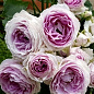 Троянда в контейнері флорибунда "Vesalius" (саджанець класу АА+) купить