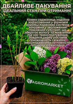 Сирень желтая "Примроз (Primrose)" 3