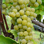 Виноград винный "Мускарис" (укорененный саженец в контейнере) купить