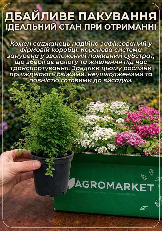Спірея японська 2-х річна "Anthony Waterer" вазон С2, висота 20-40см