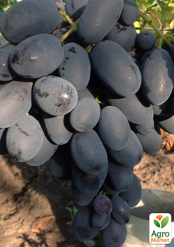 Виноград "Сентябрина" (средне-поздний срок созревания, крупная гроздь)