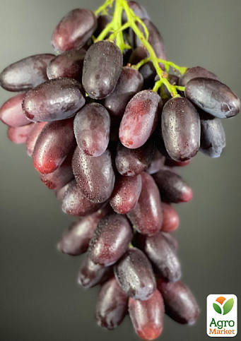 Виноград "Каталония" (очень ранний сорт, ягода плотная, хрустящая, с освежающим пикантным вкусом) - фото 3