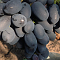 Виноград "Сентябрина" (средне-поздний срок созревания, крупная гроздь)