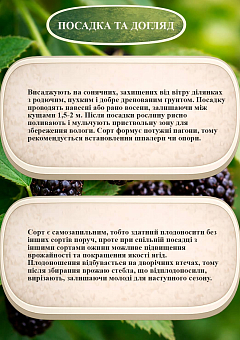 Эксклюзив! Ежевика "Illini Hardy (Иллайни Харди)" (среднеранний срок созревания, крупноплодный сорт)30