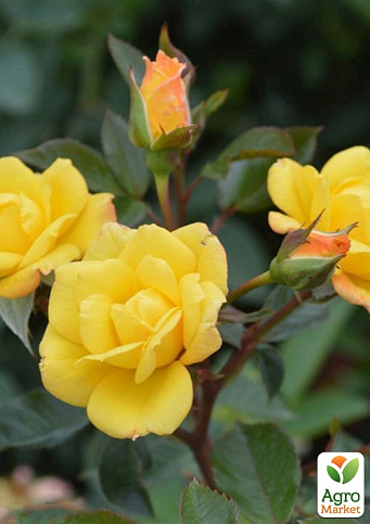 Троянда плетиста "Лаура Форд" (саджанець класу АА+) вищий сорт - фото 6