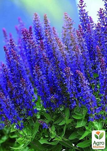 Шалфей Дубравный "Blue Bouquetta"