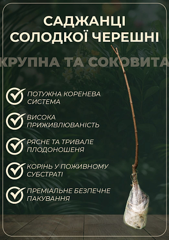 Черешня "Регина" (летний сорт, поздний срок созревания) - фото 2