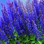 Шалфей Дубравный "Blue Bouquetta"