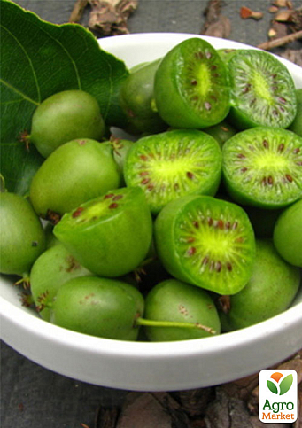 Актинидия "Сентябрьская" (мини-киви, морозостойкий сорт, поздний срок созревания) - фото 7