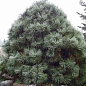 Сосна Джеффри "Pinus Jeffreyi" ( горшок P9)