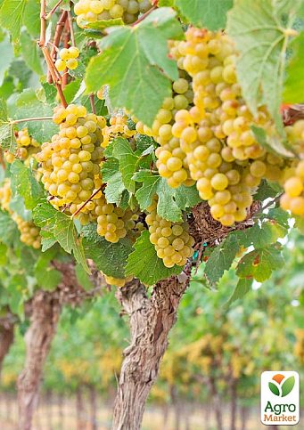 Виноград вегетирующий винный "Шардоне"  - фото 3
