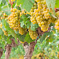 Виноград вегетирующий винный "Шардоне"  цена