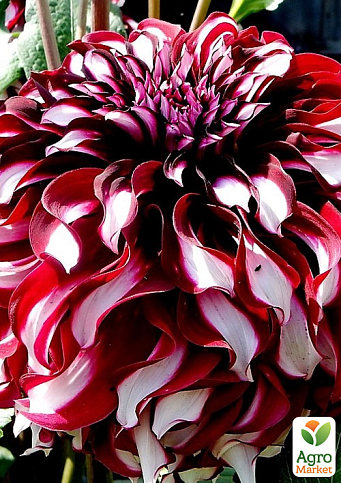 Георгина "X-Factor" (гигантский цветок)