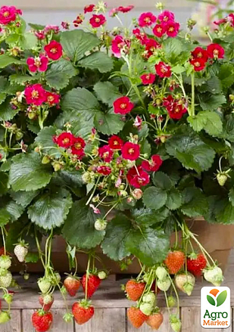 Полуниця ампельна "Рубі Енн" (Ruby Ann) (ремонтантний, великоплідний, ранній сорт)