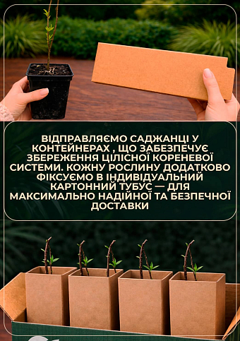 Гуми "Таиса" 2-х летний, высота 35-45см - фото 3