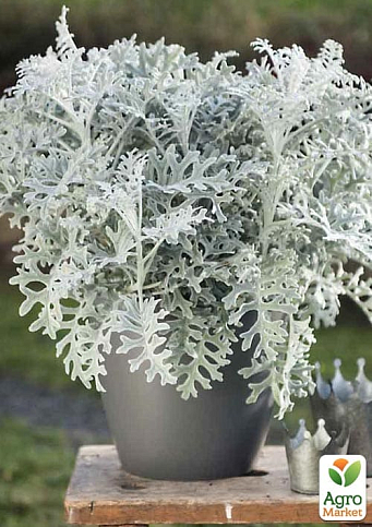 LMTD Сенецио (крестовник) "Maritima" высота растения 10-15см